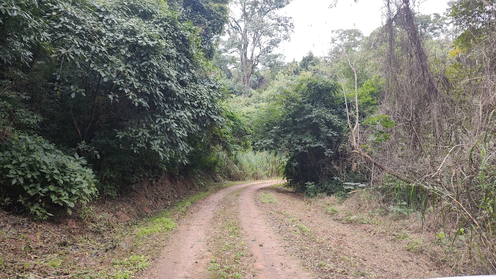 Camino entre las Yungas de Calilegua · Jujuy