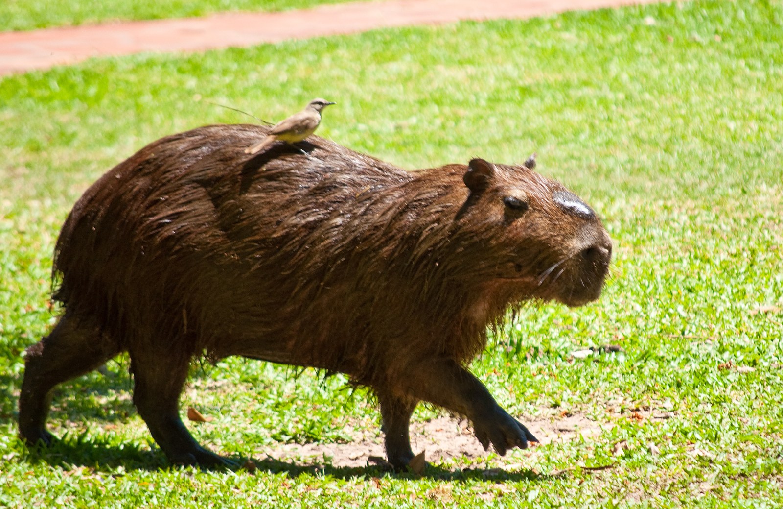 Carpincho y picabuey en los Esteros del Iberá · Corrientes