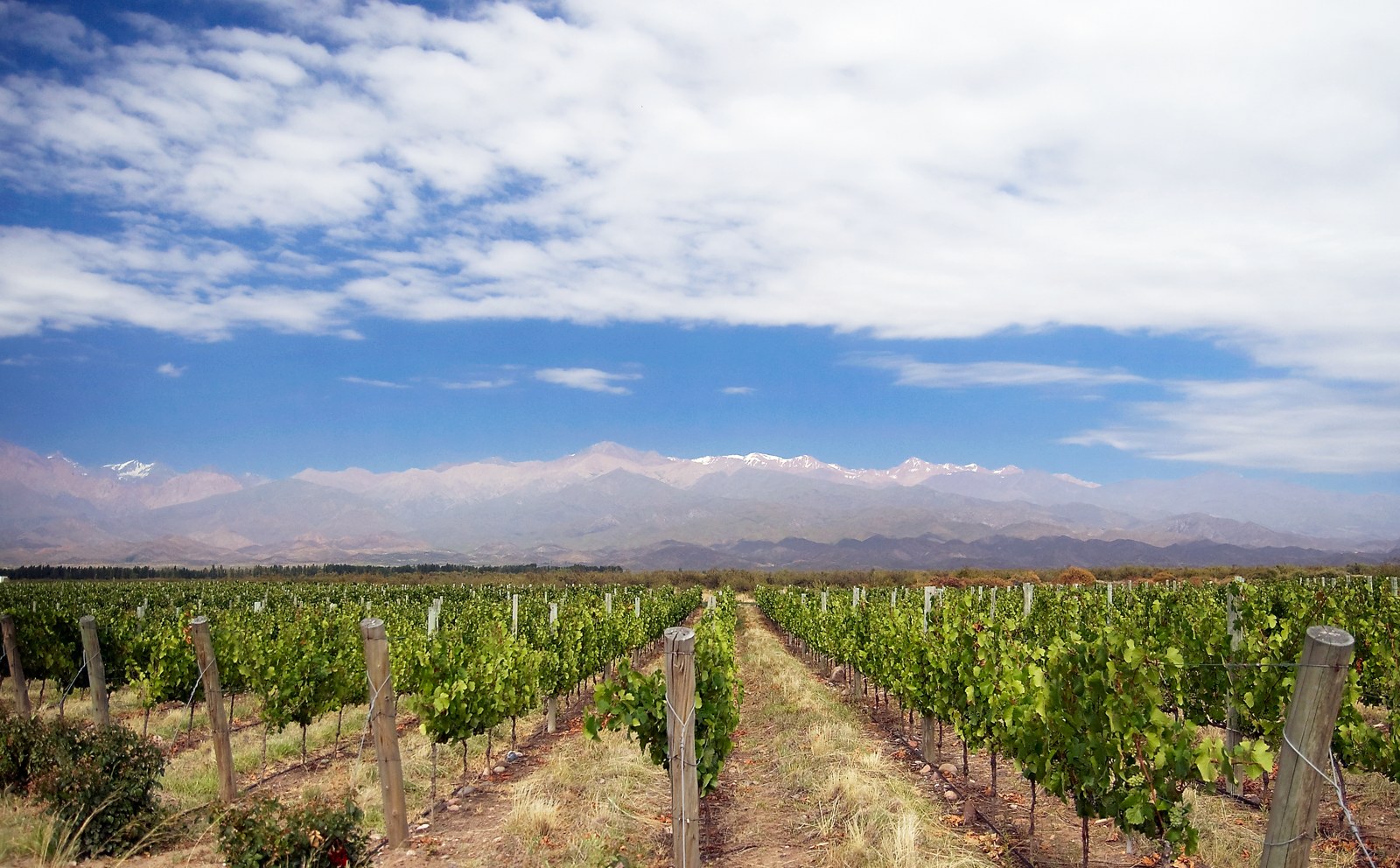 Viñedos del Valle de Uco · Mendoza
